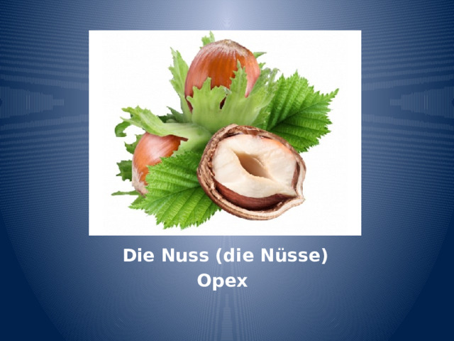 Die Nuss (die Nüsse) Орех 