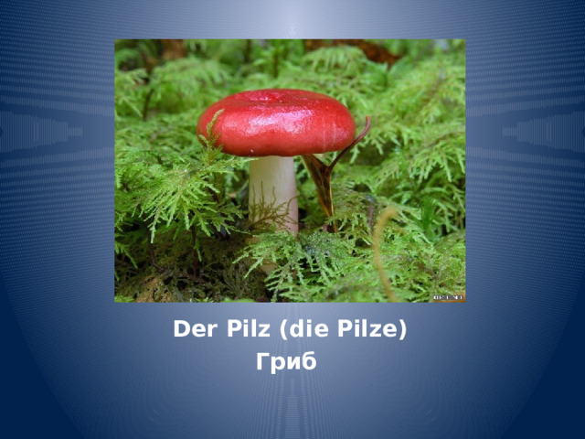 Der Pilz (die Pilze) Гриб 