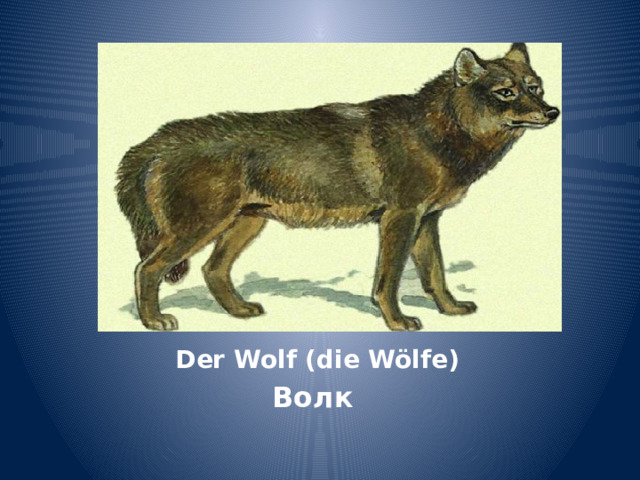 Der Wolf (die Wölfe) Волк 