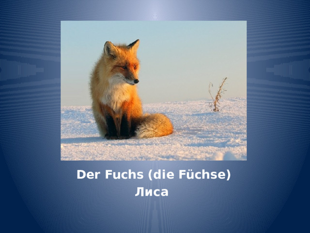 Der Fuchs (die Füchse) Лиса 