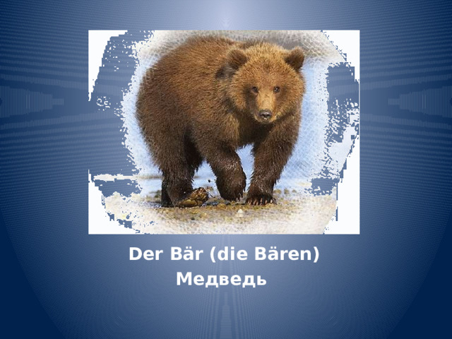 Der Bär (die Bären) Медведь 