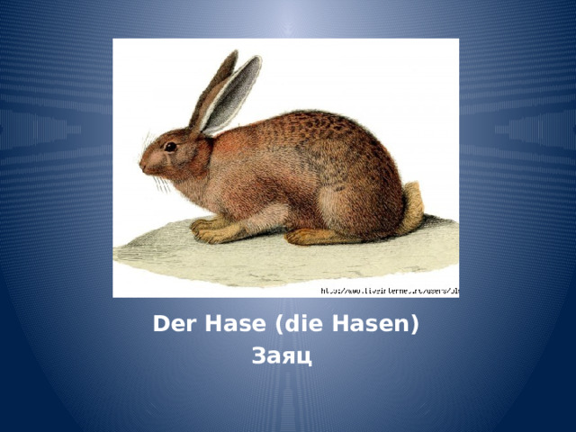Der Hase (die Hasen) Заяц 