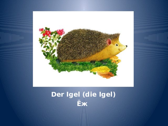 Der Igel (die Igel) Ёж 