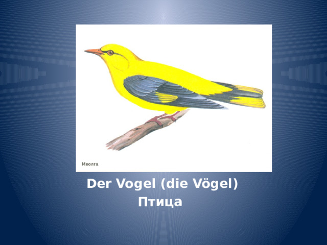 Der Vogel (die Vögel) Птица 