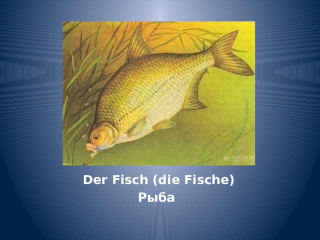 Der Fisch (die Fische) Рыба 