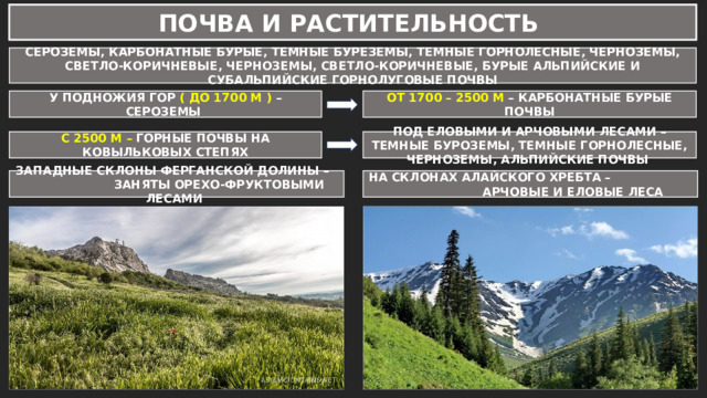 ПОЧВА И РАСТИТЕЛЬНОСТЬ СЕРОЗЕМЫ, КАРБОНАТНЫЕ БУРЫЕ, ТЕМНЫЕ БУРЕЗЕМЫ, ТЕМНЫЕ ГОРНОЛЕСНЫЕ, ЧЕРНОЗЕМЫ, СВЕТЛО-КОРИЧНЕВЫЕ, ЧЕРНОЗЕМЫ, СВЕТЛО-КОРИЧНЕВЫЕ, БУРЫЕ АЛЬПИЙСКИЕ И СУБАЛЬПИЙСКИЕ ГОРНОЛУГОВЫЕ ПОЧВЫ У ПОДНОЖИЯ ГОР ( ДО 1700 М ) – СЕРОЗЕМЫ ОТ 1700 – 2500 М – КАРБОНАТНЫЕ БУРЫЕ ПОЧВЫ С 2500 М – ГОРНЫЕ ПОЧВЫ НА КОВЫЛЬКОВЫХ СТЕПЯХ ПОД ЕЛОВЫМИ И АРЧОВЫМИ ЛЕСАМИ – ТЕМНЫЕ БУРОЗЕМЫ, ТЕМНЫЕ ГОРНОЛЕСНЫЕ, ЧЕРНОЗЕМЫ, АЛЬПИЙСКИЕ ПОЧВЫ ЗАПАДНЫЕ СКЛОНЫ ФЕРГАНСКОЙ ДОЛИНЫ – ЗАНЯТЫ ОРЕХО-ФРУКТОВЫМИ ЛЕСАМИ НА СКЛОНАХ АЛАЙСКОГО ХРЕБТА – АРЧОВЫЕ И ЕЛОВЫЕ ЛЕСА 