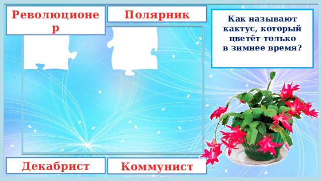 Революционер Полярник Как называют кактус, который цветёт только в зимнее время? Декабрист Коммунист 