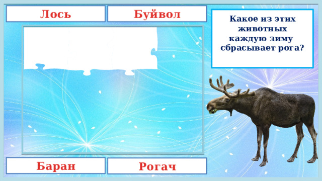 Буйвол Лось Какое из этих животных каждую зиму  сбрасывает рога?   Баран Рогач 