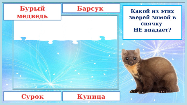 Бурый медведь Барсук Какой из этих зверей зимой в спячку  НЕ впадает? Сурок Куница 