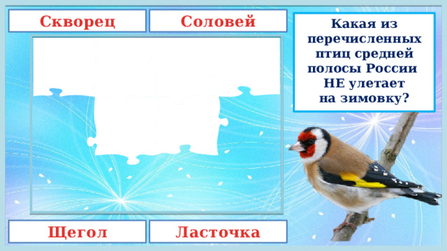 Соловей Скворец Какая из перечисленных птиц средней полосы России  НЕ улетает на зимовку? Щегол Ласточка 