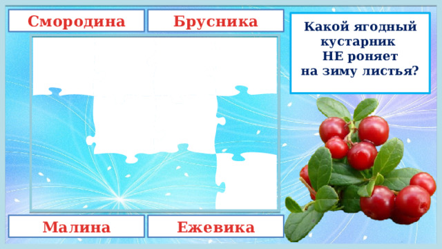 Брусника Смородина Какой ягодный кустарник  НЕ роняет на зиму листья? Малина Ежевика 