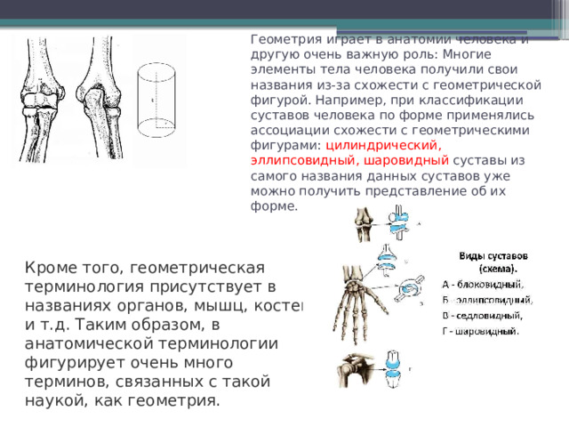 Геометрия играет в анатомии человека и другую очень важную роль: Многие элементы тела человека получили свои названия из-за схожести с геометрической фигурой. Например, при классификации суставов человека по форме применялись ассоциации схожести с геометрическими фигурами: цилиндрический, эллипсовидный, шаровидный суставы из самого названия данных суставов уже можно получить представление об их форме. Кроме того, геометрическая терминология присутствует в названиях органов, мышц, костей и т.д. Таким образом, в анатомической терминологии фигурирует очень много терминов, связанных с такой наукой, как геометрия. 