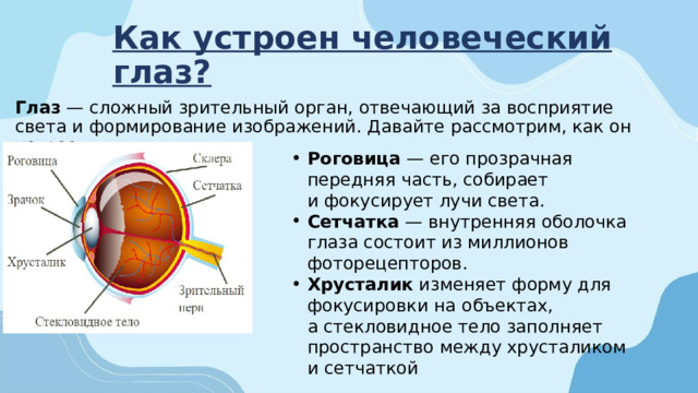 Как устроен человеческий глаз?  Глаз  — сложный зрительный орган, отвечающий за восприятие света и формирование изображений. Давайте рассмотрим, как он устроен: Роговица  — его прозрачная передняя часть, собирает и фокусирует лучи света. Сетчатка  — внутренняя оболочка глаза состоит из миллионов фоторецепторов. Хрусталик изменяет форму для фокусировки на объектах, а стекловидное тело заполняет пространство между хрусталиком и сетчаткой 