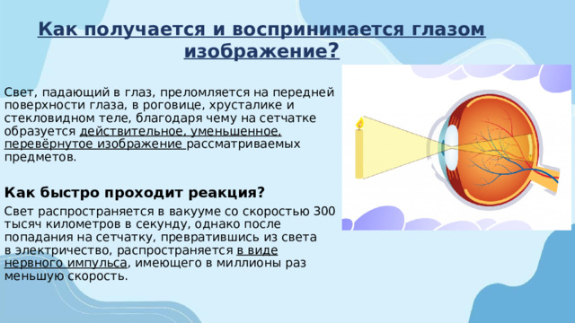 Как получается и воспринимается глазом изображение ?    Свет, падающий в глаз, преломляется на передней поверхности глаза, в роговице, хрусталике и стекловидном теле, благодаря чему на сетчатке образуется действительное, уменьшенное, перевёрнутое изображение рассматриваемых предметов. Как быстро проходит реакция? Свет распространяется в вакууме со скоростью 300 тысяч километров в секунду, однако после попадания на сетчатку, превратившись из света в электричество, распространяется в виде нервного импульса , имеющего в миллионы раз меньшую скорость. 