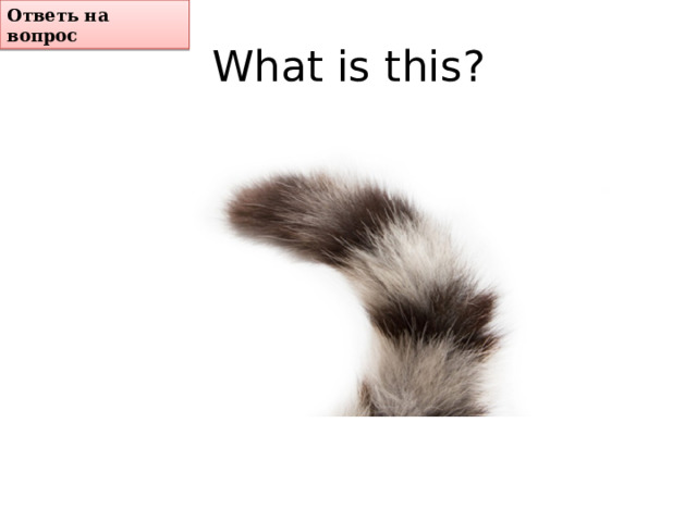 Ответь на вопрос What is this? 