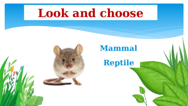 Look and choose Mammal Reptile 