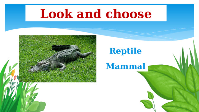 Look and choose Reptile Mammal 