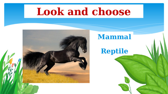 Look and choose Mammal Reptile 