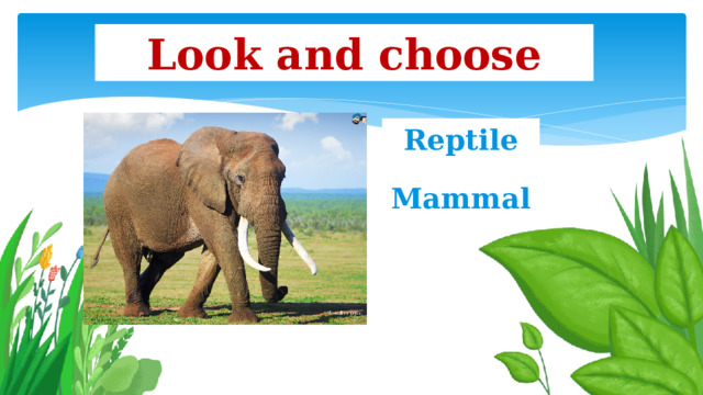 Look and choose Reptile Mammal 