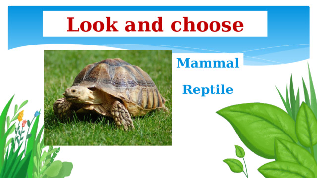 Look and choose Mammal Reptile 