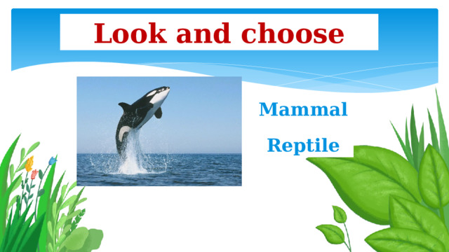 Look and choose Mammal Reptile 