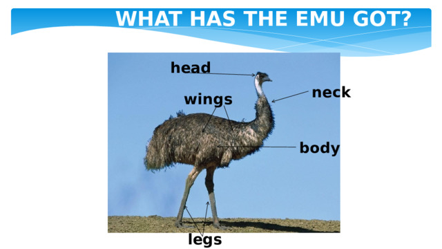 WHAT HAS THE EMU GOT? head neck wings body legs 