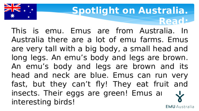 Spotlight on Australia. Read: This is emu. Emus are from Australia. In Australia there are a lot of emu farms. Emus are very tall with a big body, a small head and long legs. An emu’s body and legs are brown. An emu’s body and legs are brown and its head and neck are blue. Emus can run very fast, but they can’t fly! They eat fruit and insects. Their eggs are green! Emus are very interesting birds! 