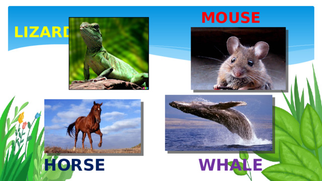 Mouse Lizard horse Whale 