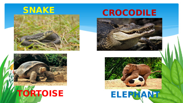 snake crocodile tortoise elephant 