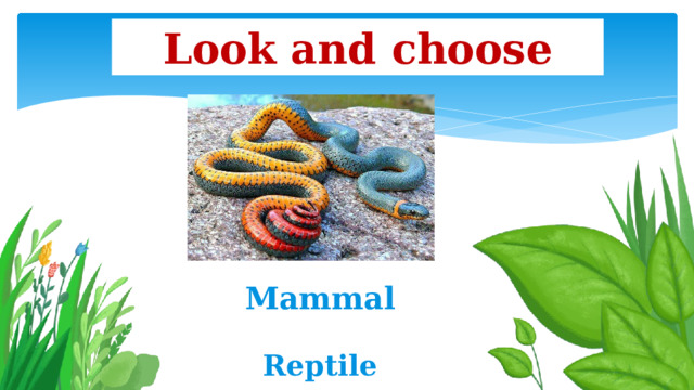 Look and choose Mammal Reptile 