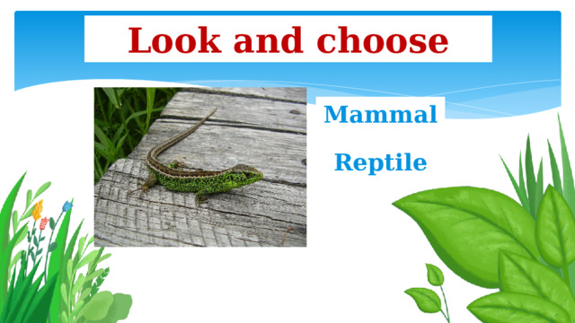 Look and choose Mammal Reptile 