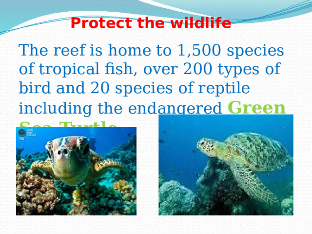 Protect the wildlife The reef is home to 1,500 species of tropical fish, over 200 types of bird and 20 species of reptile including the endangered Green Sea Turtle . 