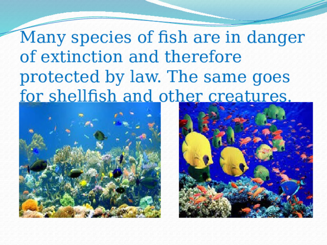 Many species of fish are in danger of extinction and therefore protected by law. The same goes for shellfish and other creatures. 