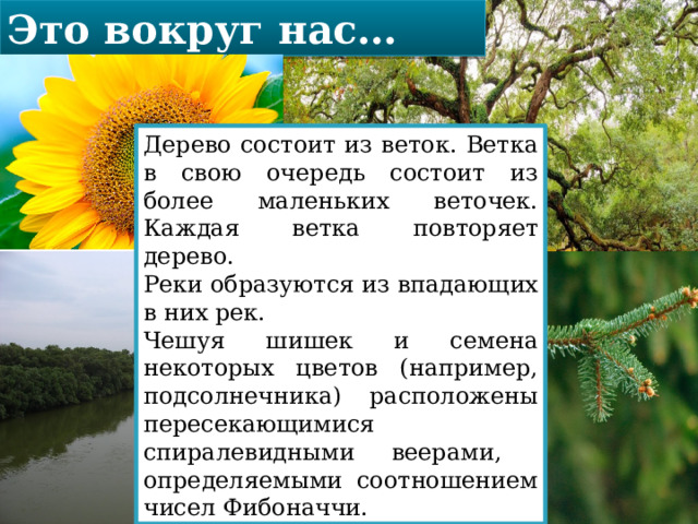 Это вокруг нас… Дерево состоит из веток. Ветка в свою очередь состоит из более маленьких веточек. Каждая ветка повторяет дерево. Реки образуются из впадающих в них рек. Чешуя шишек и семена некоторых цветов (например, подсолнечника) расположены пересекающимися спиралевидными веерами, определяемыми соотношением чисел Фибоначчи. 