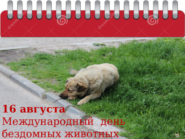 16 августа Международный день бездомных животных 
