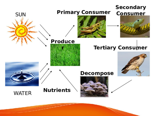 Secondary Consumer Primary  Consumer SUN Producer Tertiary Consumer Decomposer Nutrients WATER 