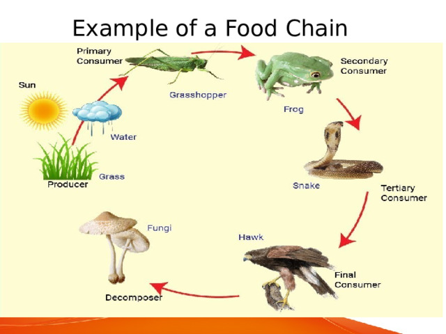 Example of a Food Chain 