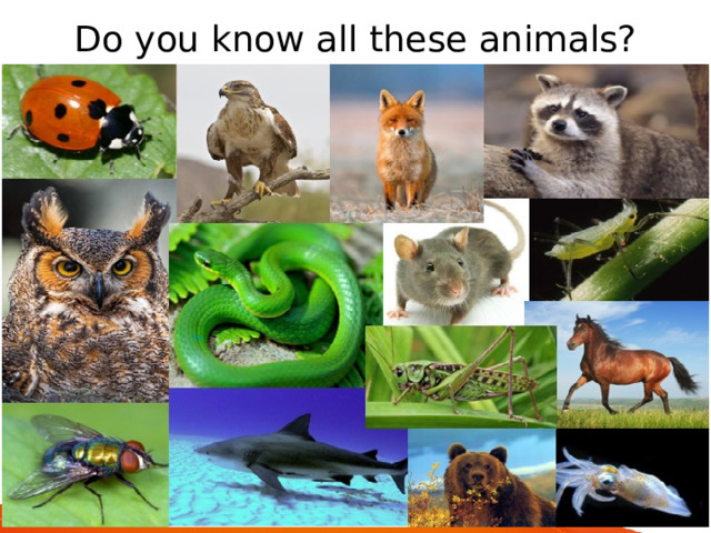 Do you know all these animals? 