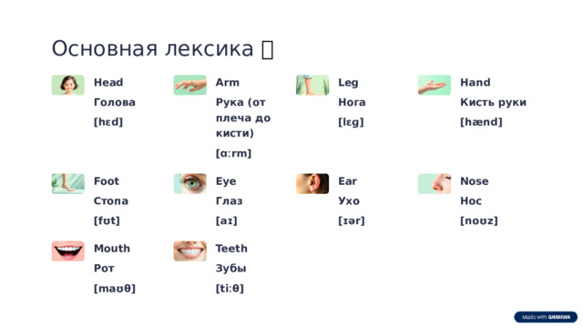 Основная лексика 📚 Leg Head Arm Hand Кисть руки Нога Голова Рука (от плеча до кисти) [lɛɡ] [hɛd] [hænd] [ɑːrm] Nose Foot Ear Eye Ухо Стопа Нос Глаз [aɪ] [fʊt] [ɪər] [noʊz] Mouth Teeth Зубы Рот [maʊθ] [tiːθ]  