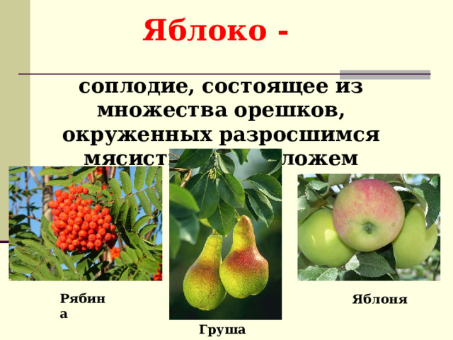  Яблоко - соплодие, состоящее из множества орешков, окруженных разросшимся мясистым  цветоложем Яблоня  Рябина Груша  