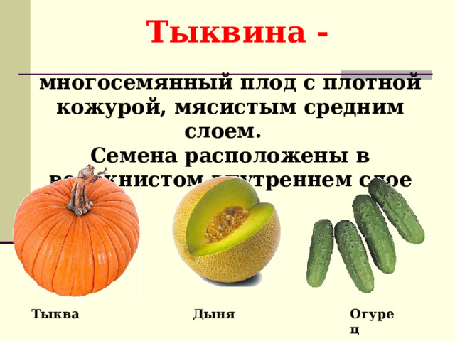 Тыквина - многосемянный плод с плотной кожурой, мясистым средним слоем. Семена расположены в волокнистом внутреннем  слое Тыква Дыня Огурец 