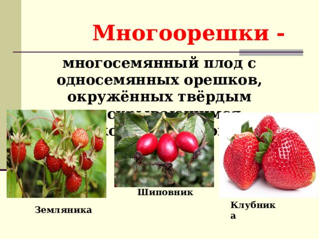 Многоорешки - многосемянный плод с односемянных орешков, окружённых твёрдым невскрывающимся околоплодником Шиповник Клубника Земляника 