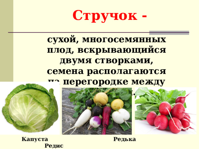 Стручок - сухой, многосемянных плод, вскрывающийся двумя створками, семена располагаются на перегородке между створками. Капуста Редька Редис 