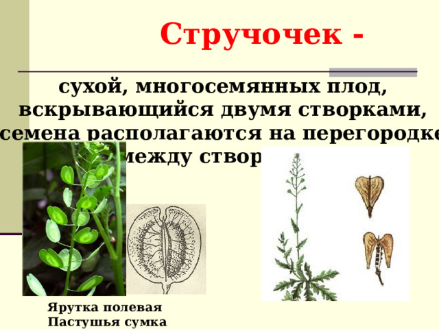 Стручочек - сухой, многосемянных плод, вскрывающийся двумя створками, семена располагаются на перегородке между створками. Ярутка полевая Пастушья сумка 