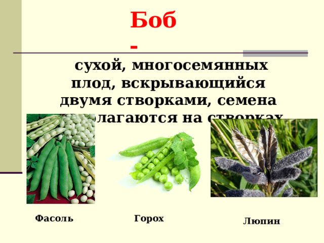 Боб -  сухой, многосемянных плод, вскрывающийся двумя створками, семена располагаются на створках.  Горох Фасоль Люпин 