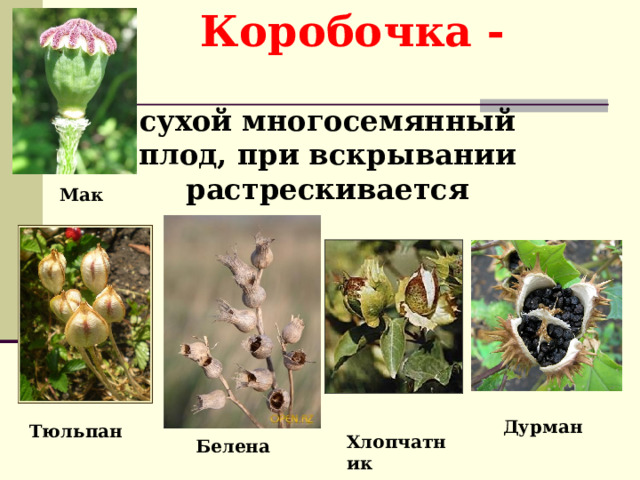 Коробочка - сухой многосемянный плод, при вскрывании растрескивается Мак Дурман Тюльпан Хлопчатник Белена 