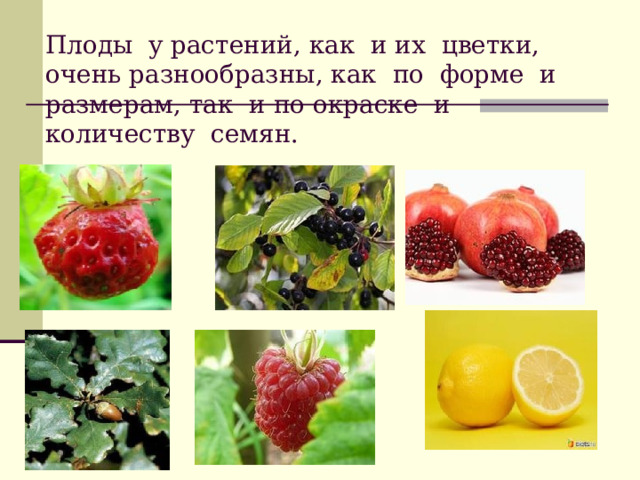 Плоды у растений, как и их цветки, очень разнообразны, как по форме и размерам, так и по окраске и количеству семян.    