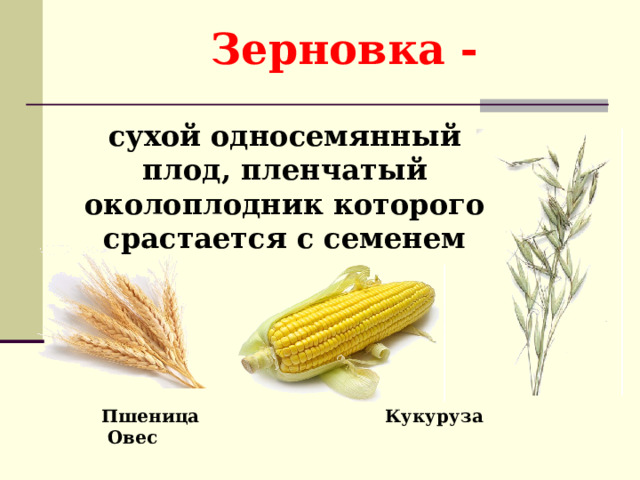 Зерновка - сухой односемянный плод, пленчатый околоплодник которого срастается с семенем  Пшеница Кукуруза Овес 
