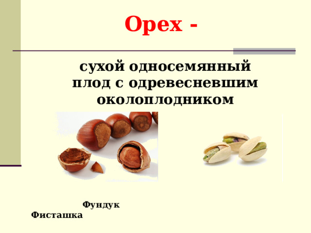 Орех - сухой односемянный плод с одревесневшим околоплодником  Фундук Фисташка 