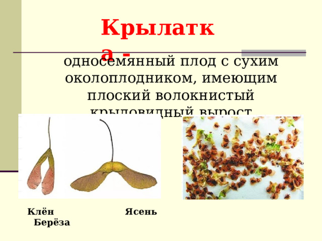 Крылатка - односемянный плод с сухим околоплодником, имеющим плоский волокнистый крыловидный вырост Клён Ясень Берёза 